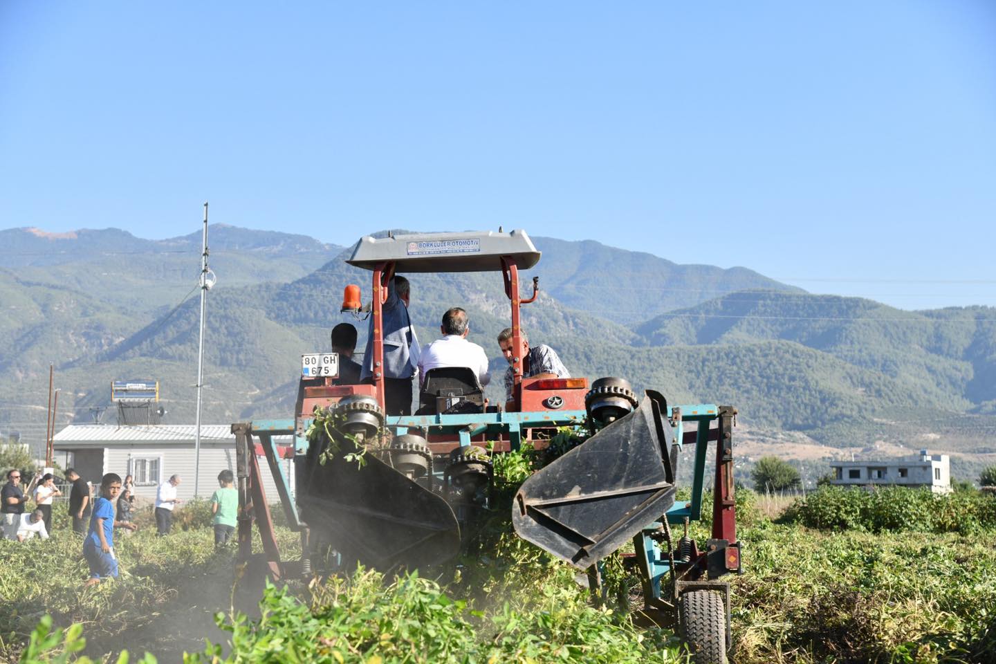 Osmaniye Yerfıstığı (7)