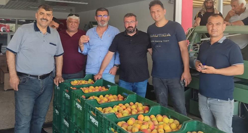 Mut Kayısı Hasadı (4)