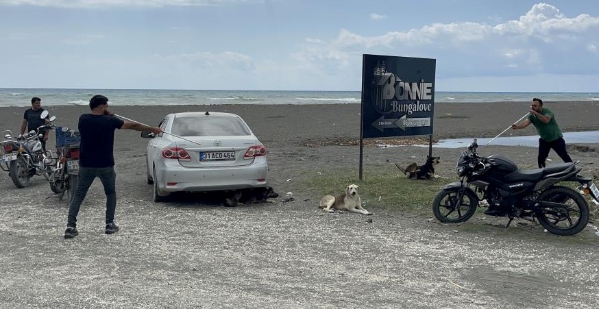Başiboş Köpekler Toplanmaya Başladi2