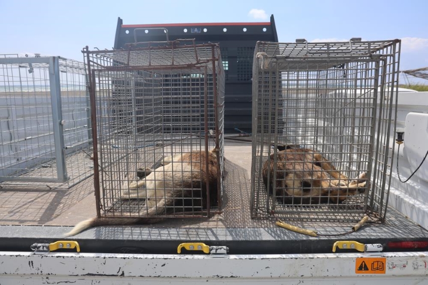 Başiboş Köpekler Toplanmaya Başladi3
