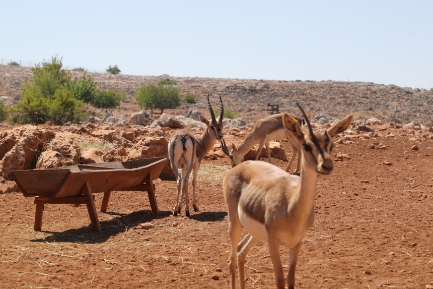 Gazella Gazella (3)