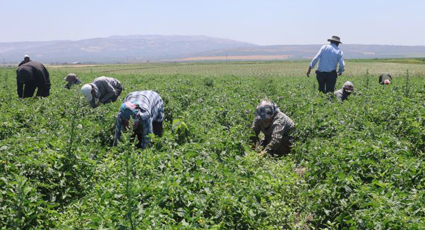 Tarım Işçileri 40 Derece Altında (3)