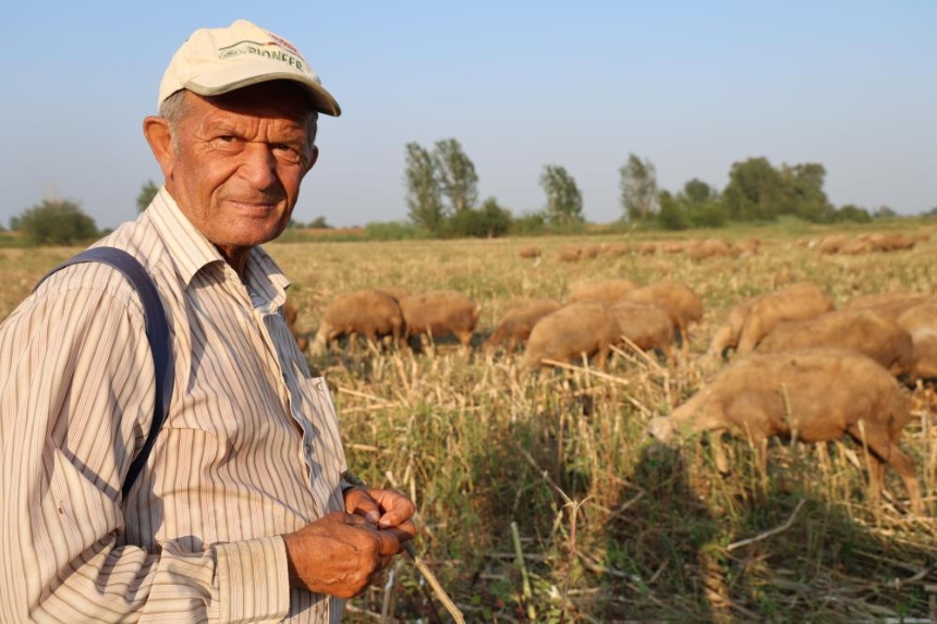 Adana Kozan’da 50 Derece Sıcakta Hayvancılık Mücadelesi 2
