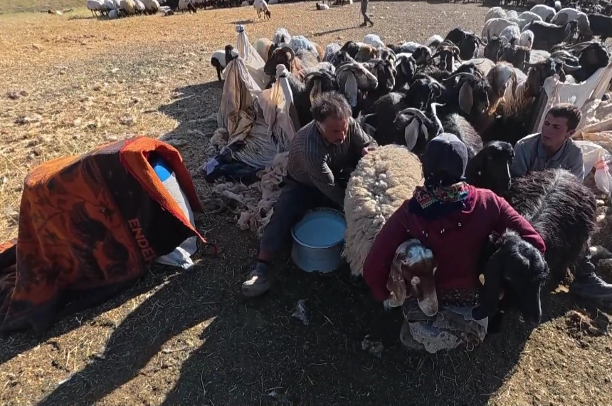Ağrı Yayla Süt Sağım
