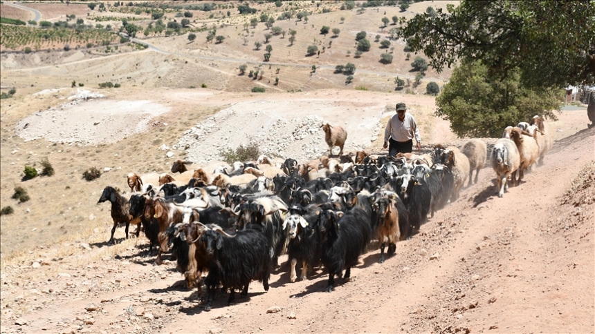 Hayvanlar Sarnıçlardan Su Içiyor