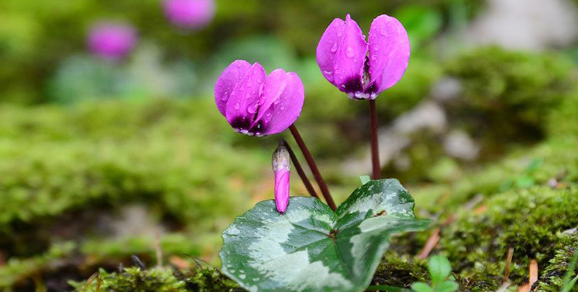 Kahramanmaraş Başkonuş Yaylası11