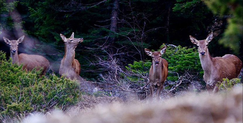 Kahramanmaraş Başkonuş Yaylası12