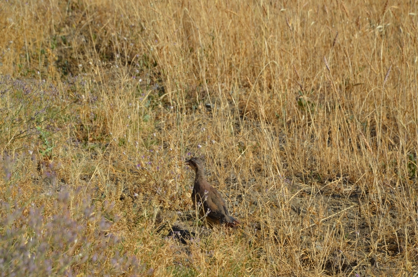 Kahramanmaraş'ta 200 Keklik Doğaya Bırakıldı