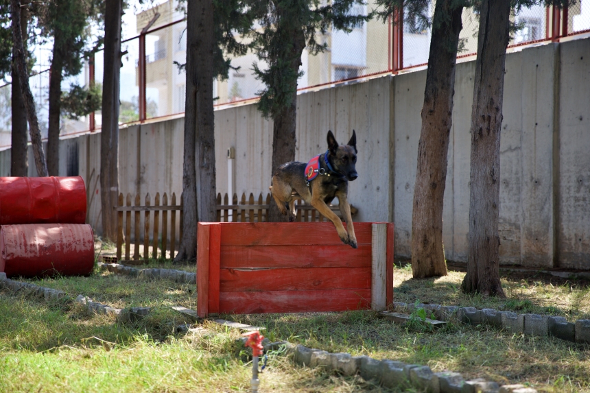 Osmaniye’de Jandarma Eğitimli Köpekler (1)