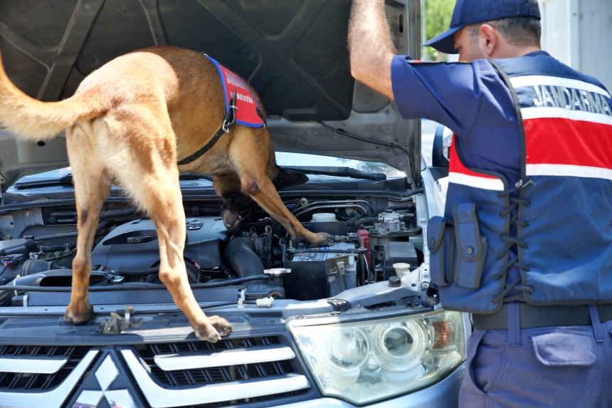 Osmaniye’de Jandarma Eğitimli Köpekler (4)