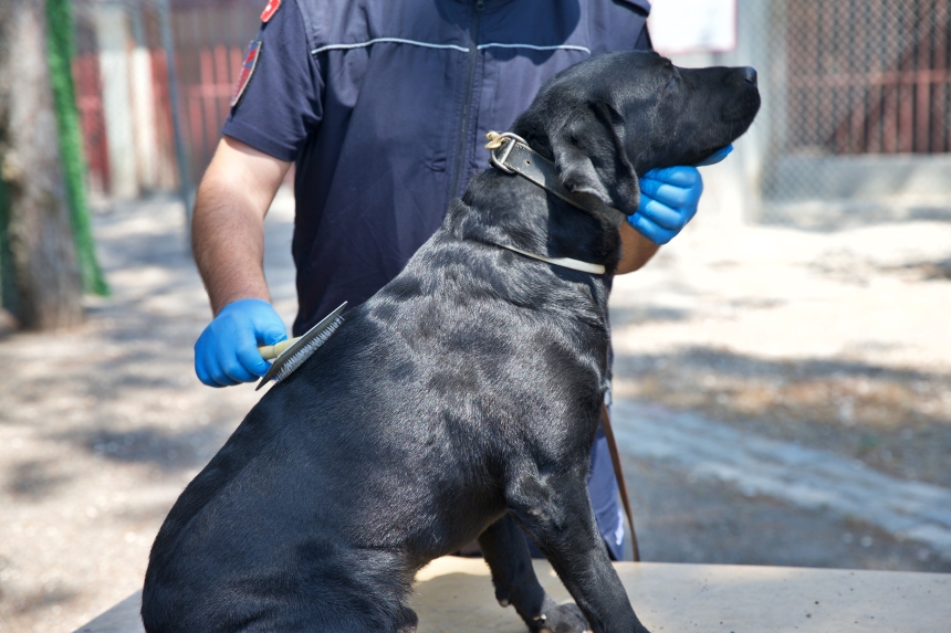 Osmaniye’de Jandarma Eğitimli Köpekler (6)