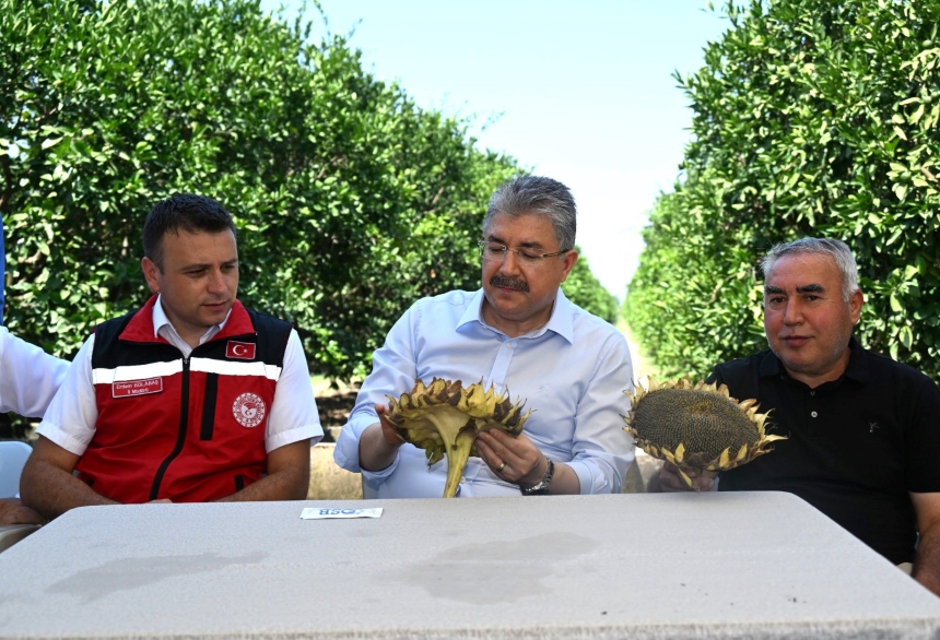 Vali Yılmaz Ayçiçeği Hasadını Başlattı 4