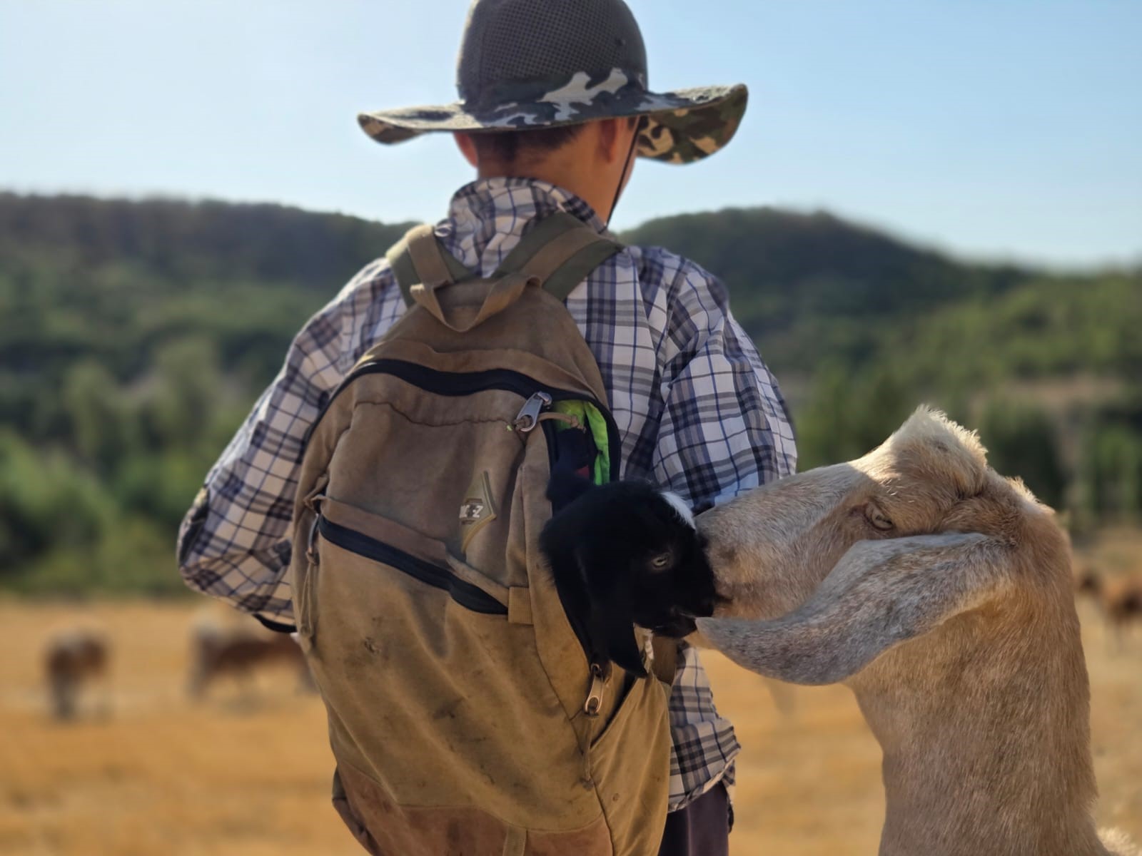 oğlağın yolculuğu