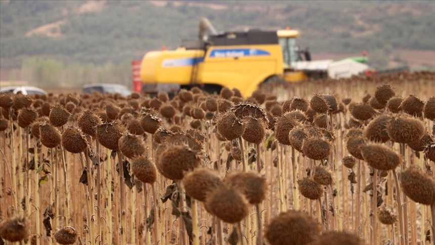 Anıza Ekim Yöntemi-1