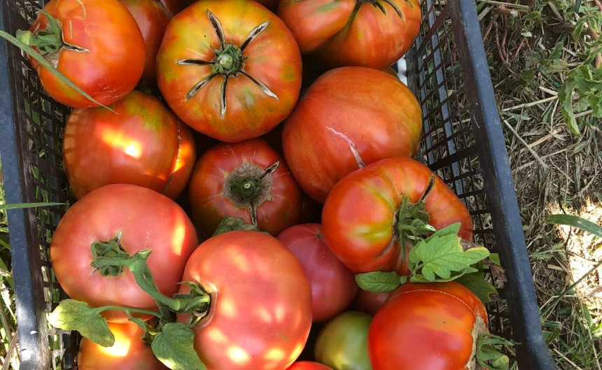 Ata Tohumu Domates Üretimi (2)