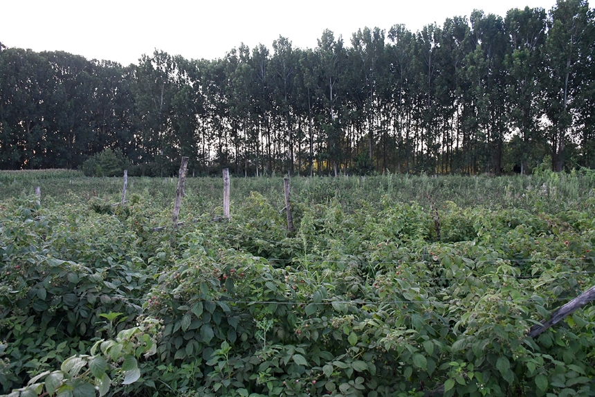 Atıl Araziyi Meyve Bahçesine Dönüştürdü