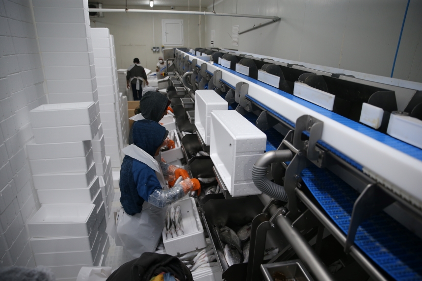 Avrupa’ya İhraç Ediliyor2