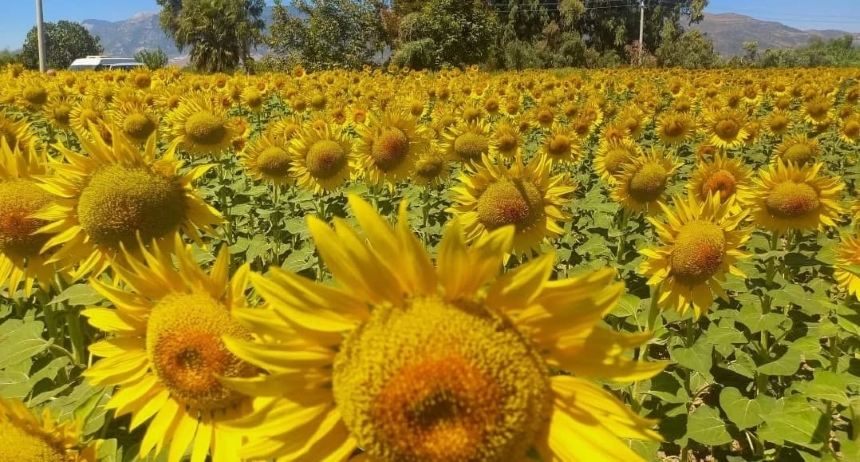 Aydın’da Ayçiçeği Hasadı (1)