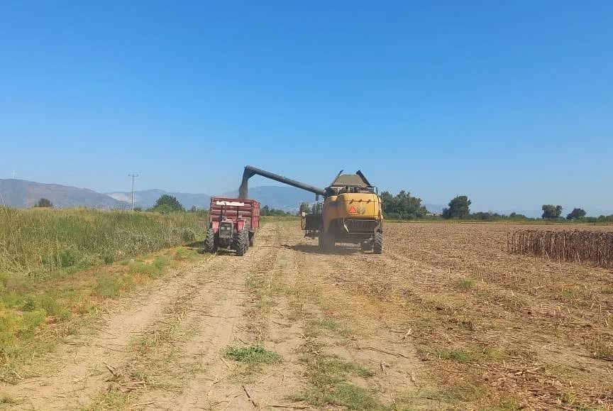 Aydın’da Ayçiçeği Hasadı (2)