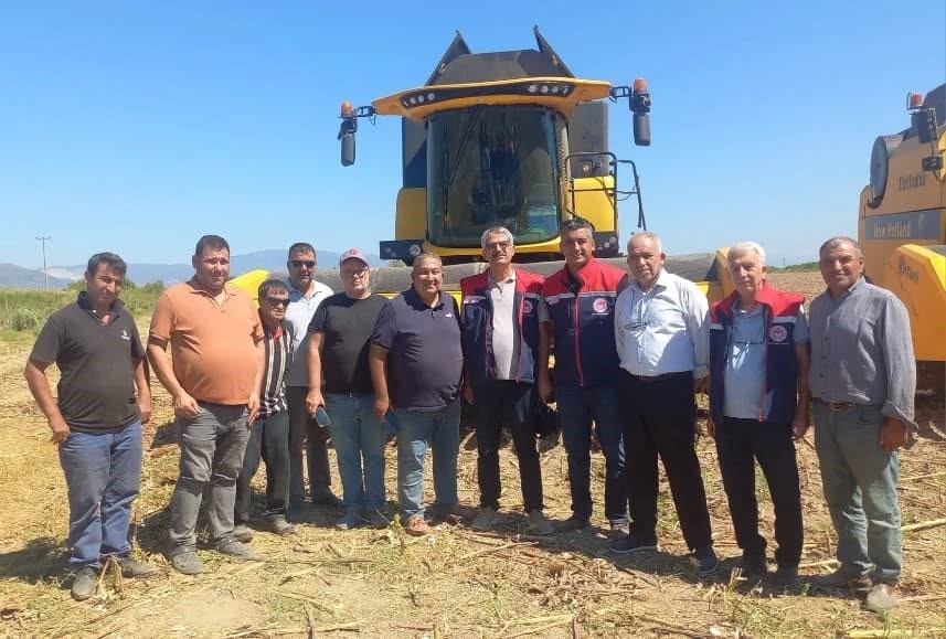 Aydın’da Ayçiçeği Hasadı