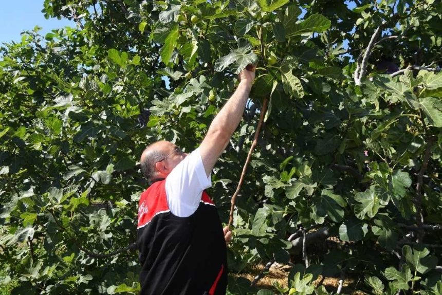 Balıkesir’de Coğrafi İşaretli Havran Siyah İnciri Hasadı (2)