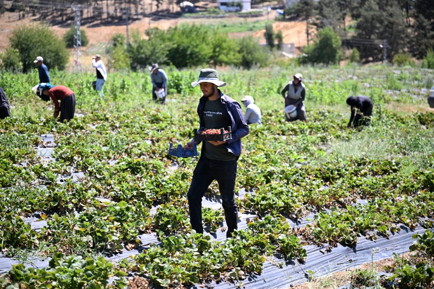 Çilekler 50 Ülkeye Gönderiliyor1