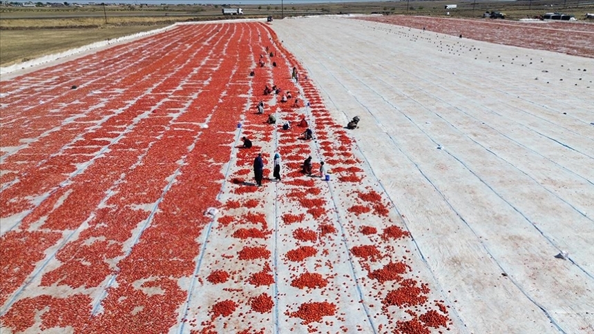 Domates Üreti̇mi̇