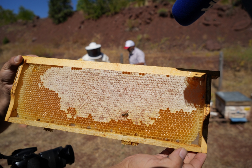 Erzincan Geven Balı (1)