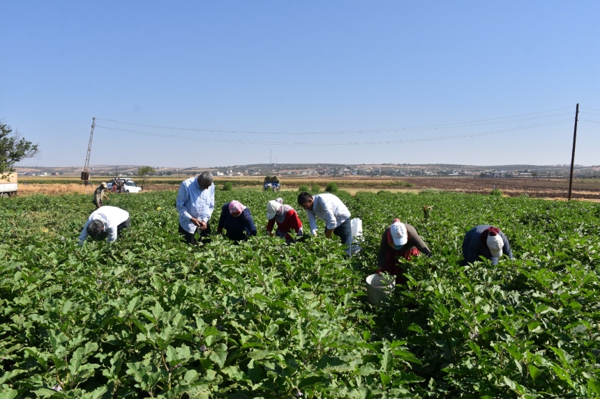 Gaziantep Şahinbey (1)