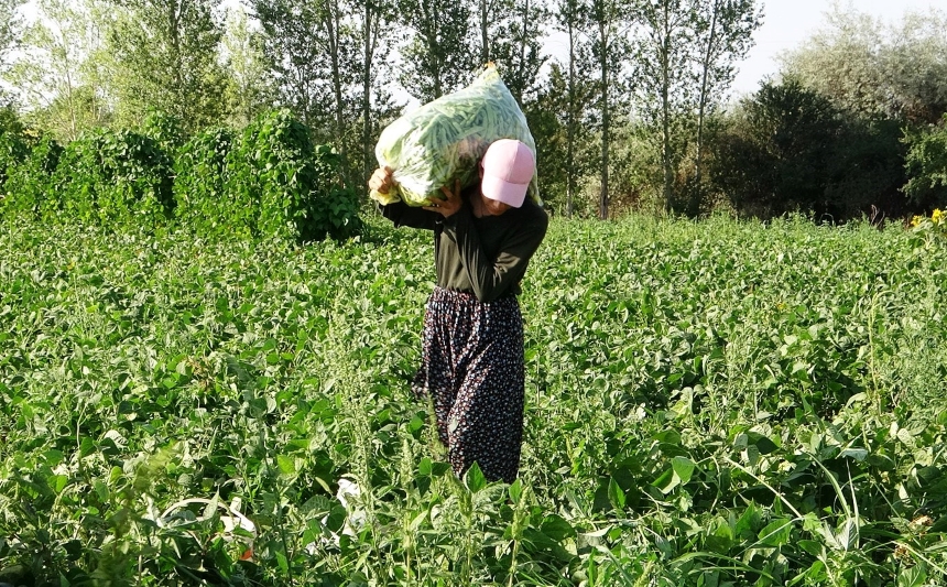 Gevaş Fasulyesi (1)