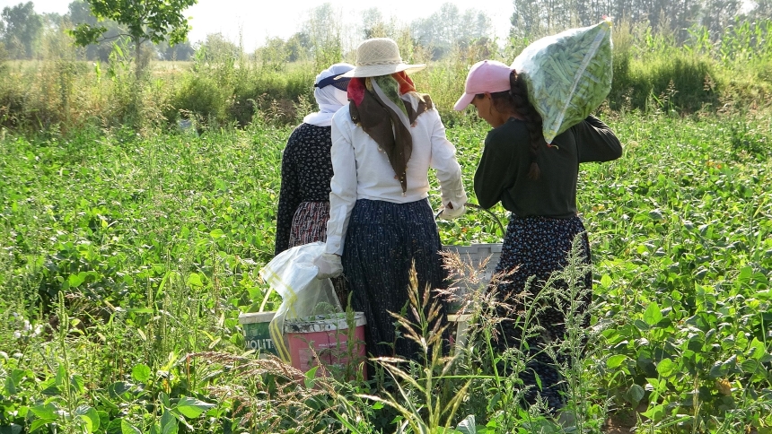 Gevaş Fasulyesi (3)