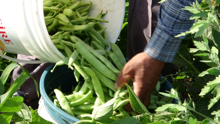 Gevaş Fasulyesi (4)