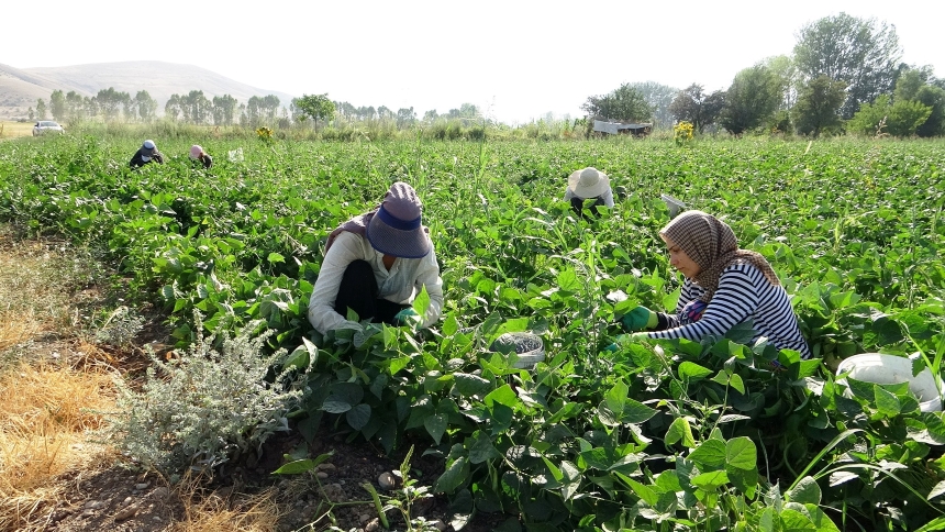 Gevaş Fasulyesi (5)