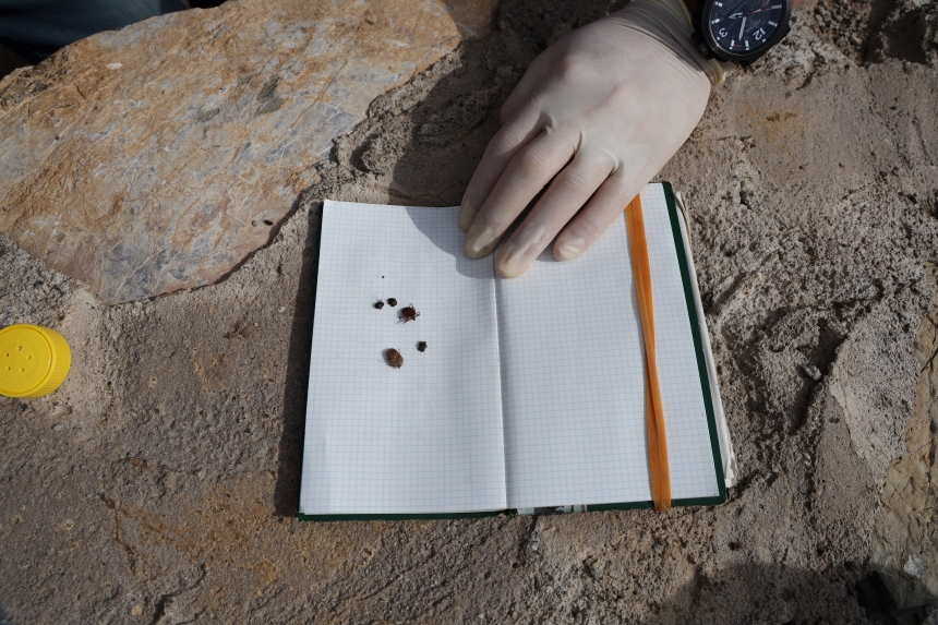 Kene İlaçlaması (3)