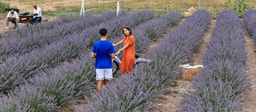 Lavanta Bahçesi Sivas 2