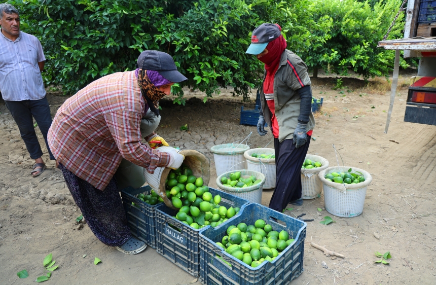 Limon Hasadı (3)