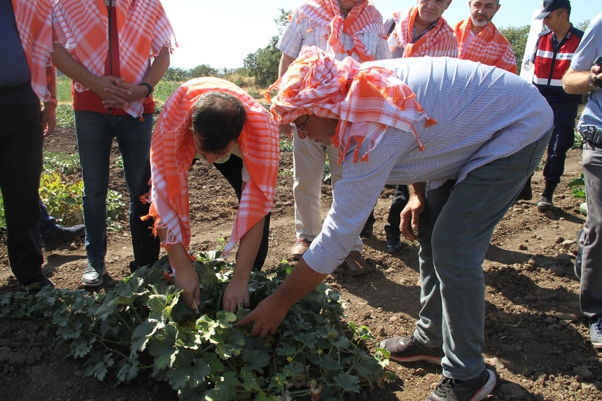 Manisa’nın Kula İlçesinde Kavun Hasadı Kaymakam Altuntaş’la Yapıldı (1)