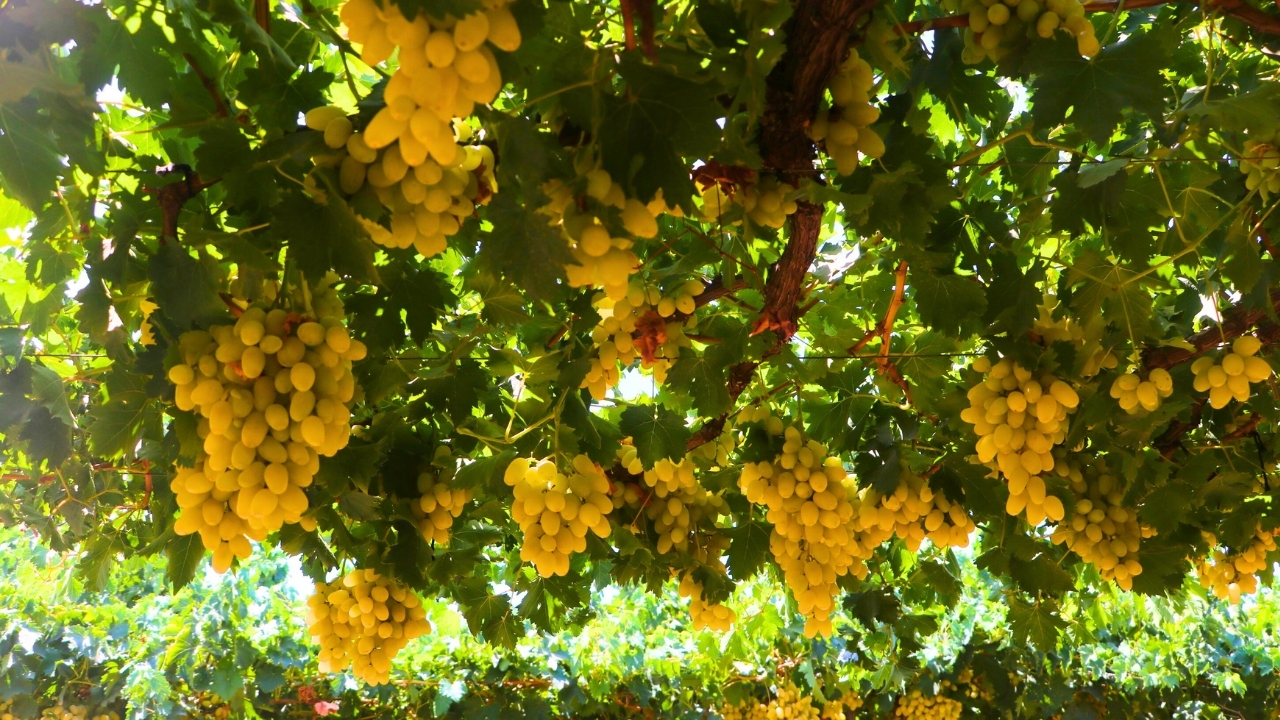 Rumeysa Nur Karaosmanoğlu( Genel) (11)