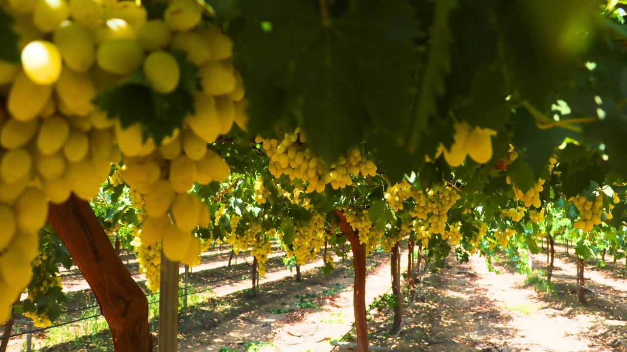 Rumeysa Nur Karaosmanoğlu( Genel) (12)