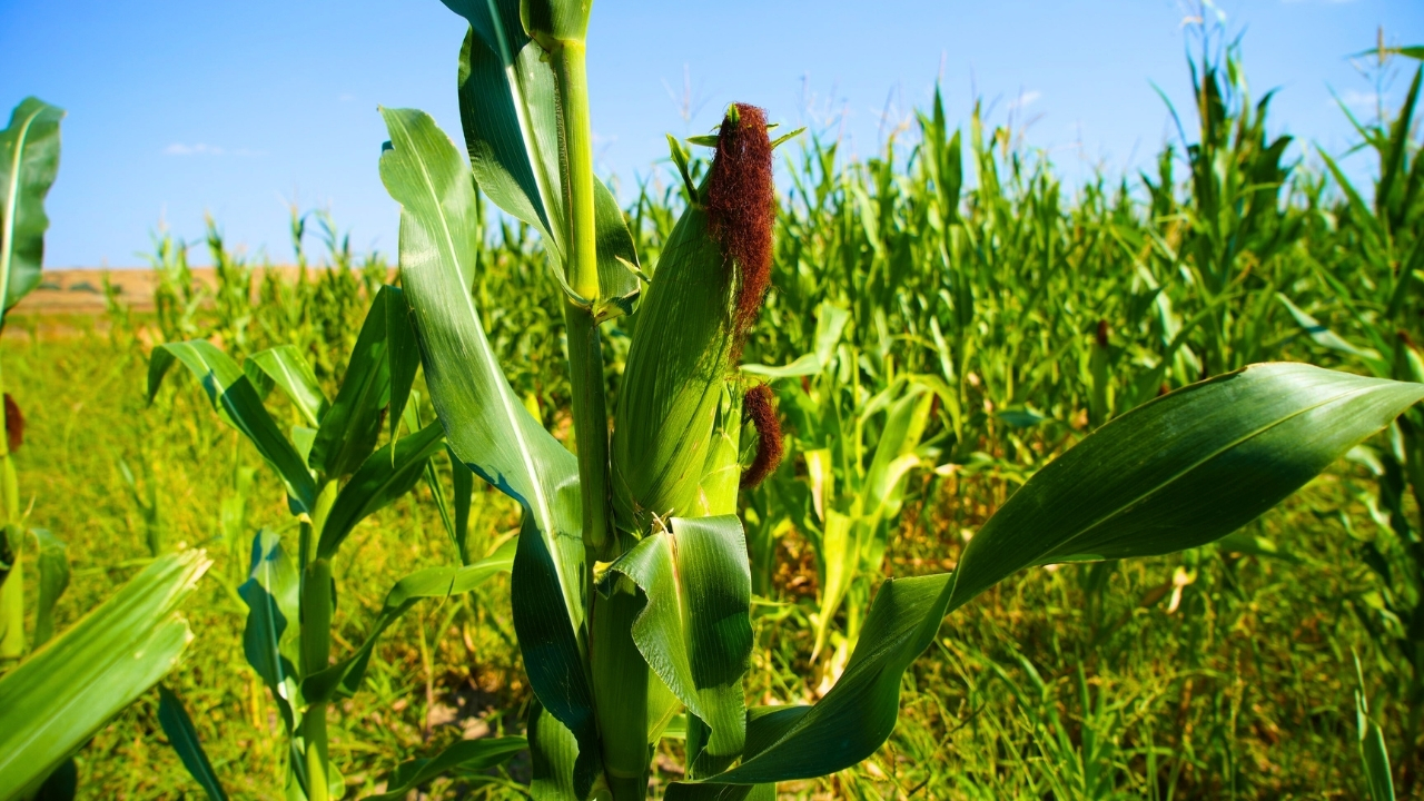 Rumeysa Nur Karaosmanoğlu( Genel) (35)