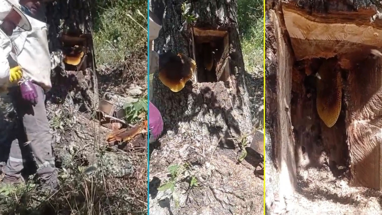 Rumeysa Nur Karaosmanoğlu( Genel) (56)