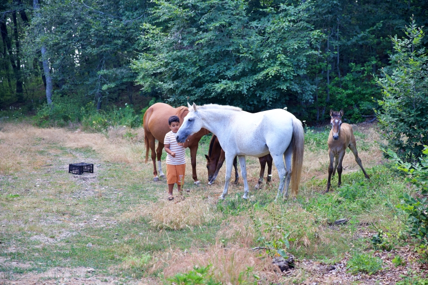 Yaylada Güçlenen At