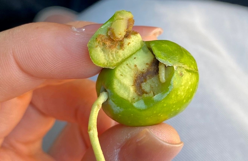 Zeytin Sineği (2)