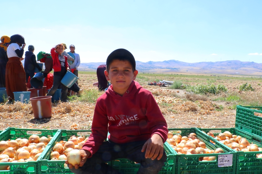 Ankara'nın Soğan Ambarı Evren'de Kışlık Hasat (1)