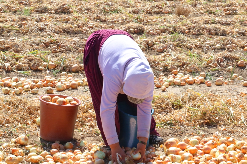 Ankara'nın Soğan Ambarı Evren'de Kışlık Hasat (3)