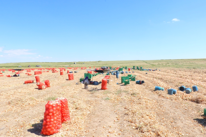 Ankara'nın Soğan Ambarı Evren'de Kışlık Hasat (4)