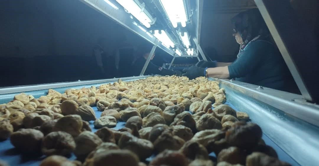 Aydın İnciri İçin Denetimler Sıklaştırıldı (2)