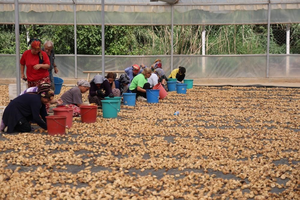 Aydınlı İncir Üreticileri Tek Çatı Altında Toplanıyor 3-1