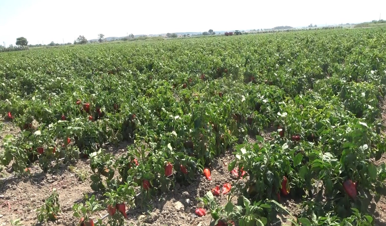 Bafra Ovası'nda Kapya Biber Hasadı Başladı (1)