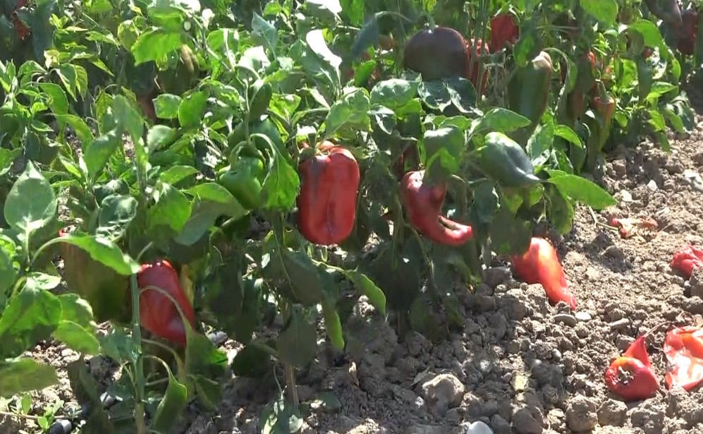 Bafra Ovası'nda Kapya Biber Hasadı Başladı (2)